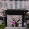 桜色の世界へ