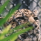 豹