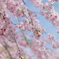 枝垂れ桜