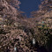 目黒川の桜は今年も満開で美しい