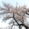 浄水場の桜
