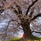 人待地蔵桜