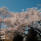 ようやく撮れた、今年の桜と青空