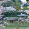 近場の公園の桜