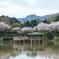 近場の公園の桜(2)