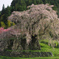 大宇陀又兵衛桜