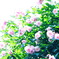 garden2