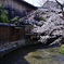 古都の桜＜祇園白川＞