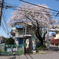 桜と電線と電話ボックスと