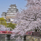 姫路城と桜①
