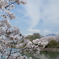 松阪の桜