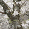 松阪城の桜