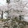 松阪城の桜