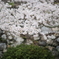 松阪城の桜
