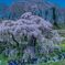 三春　瀧桜　