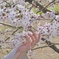 桜とネイル