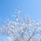 桜と青空