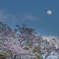 月夜の桜