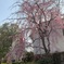 枝垂れ桜