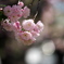 八重桜