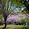 平日の午後の公園