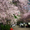 枝垂れ桜