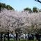午後の公園