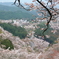 吉野　千本桜