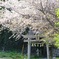 神社の桜