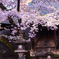 天神さんの桜