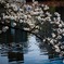 上野桜