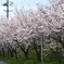 DSCF5124