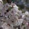 龍門の滝 桜