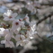 龍門の滝 桜その2