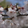 龍門の滝 桜その3