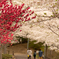 桜色２
