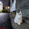夜のネコ吉