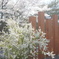 雪柳　桜