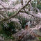 吉野山と桜⑥