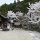 山寺と桜