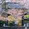 富士宮・西山本願寺黒門