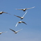 ２月の白鳥