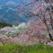 山桜