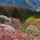 山桜　2