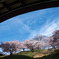 桜の季節