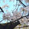 高潔さくら