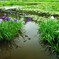 雨上がりの菖蒲池