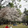 白金台の桜　7