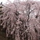 上田城跡公園　櫓門の桜