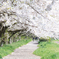 権現堂川沿い桜並木